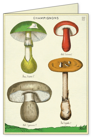 Foraging Mushroom Boxed Note Cards