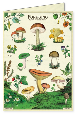 Foraging Mushroom Boxed Note Cards