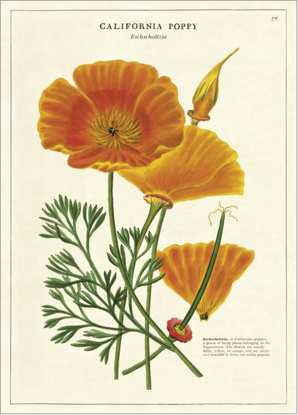 California Poppy Print