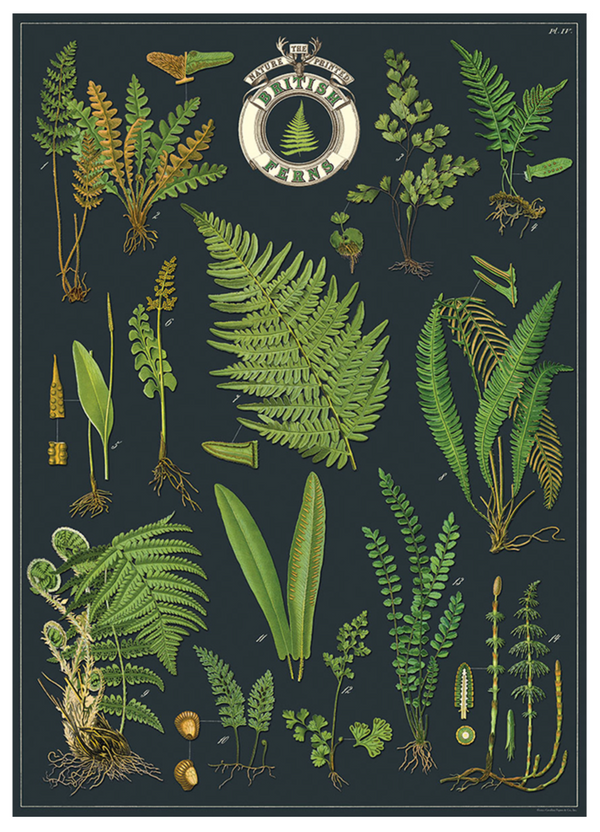 British Ferns Print