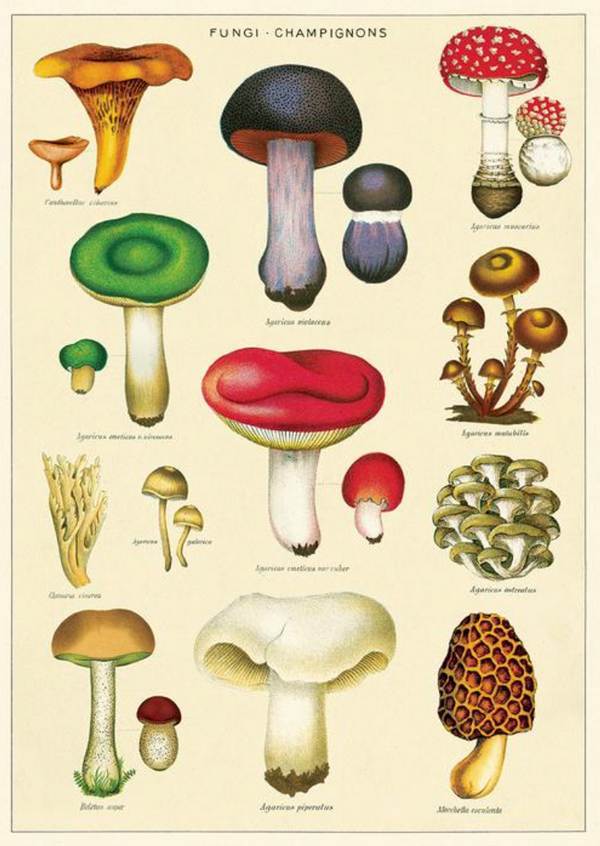 Fungi Print