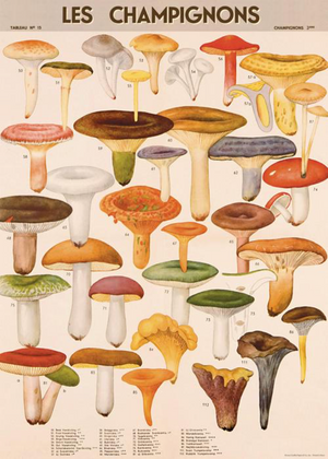 Les Champignons Mushroom Print