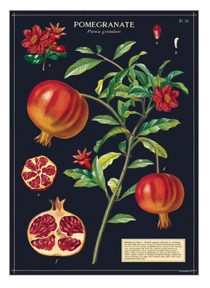 Pomegranate Print