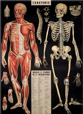 Anatomy Print