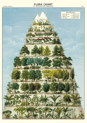 Flora Chart Print
