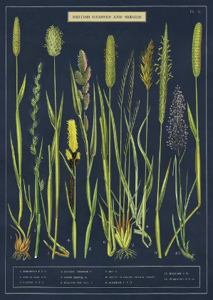 Grass Print